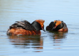 Horned Grebe (Podiceps auritus) - svarthakedopping