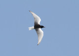 White-winged Tern (Chlidonias leucopterus) - vitvingad trna