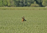 Roe deer (Capreolus capreolus) - rdjur