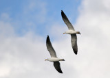 Lesser Black-backed Gull - Baltic Gull (Larus f. fuscus) - Silltrut