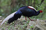 Taiwan birds