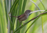 Brown-flanked Bush Warbler (Horornis (fortipes) rubustipes) 