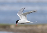 Arctic Tern (Sterna paradisaea) - silvertrna