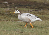 Bar-headed Goose (Anser indicus) - stripgs