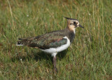 Northen Lapwing (Vanellus vanellus) - tofsvipa