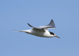 Common Tern (Sterna hirundo) - fisktrna