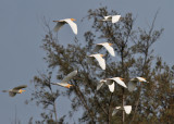 Eastern Cattle Egret (Bubulcus coromandus)