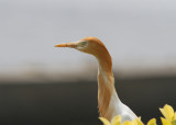 Eastern Cattle Egret (Bubulcus coromandus)