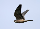 Red-footed Falcon (Falco vespertinus) - aftonfalk