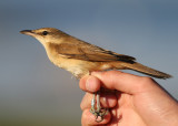 Great Reed Warbler (Acrocephalus arundinaceus)