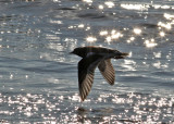 Ruddy Turnstone (Arenaria interpres)