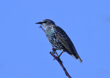 Starling (Sturnus vulgaris) -stare