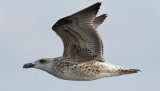 Great Black-backed Gull (Larus marinus)