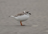 Piping Plover (Charadrius melodus)