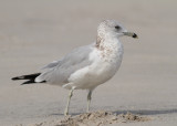 Ring-billed Gull (Larus delawarensis) - ringnbbad ms