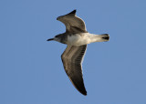 Laughing Gull (Larus atricilla)