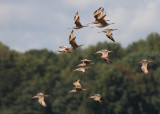 Marbled Godwit (Limosa fedoa)