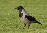 Hooded Crow (Corvus cornix) - Grkrka