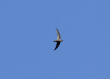 Chimney swift (Chaetura pelagica) - skorstensseglare