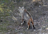 Bobcat (Lynx rufus californicus) - rdlo