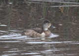 Ring-necked Duck (Aythya collaris) - Ringand