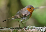 European Robin (European Robin) - rdhake