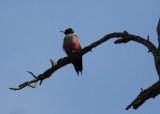 Lewiss Woodpecker ( Melanerpes lewis) - krkspett