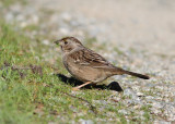 Golden-crowned Sparrow (Zonothrichia atricapilla) - gulkronad sparv