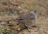 Golden-crowned Sparrow (Zonothrichia atricapilla) - gulkronad sparv