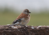 Common Linnet (Carduelis cannabina) - hmpling