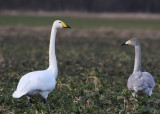 Whooper Swan (Cygnus cygnus) - sngsvan