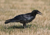 Rook (Corvus frugilegus) - rka