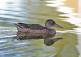 Northern Shoveler (Anas clypeata) - skedand