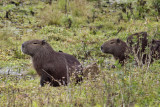 Capybara (Hydrochaeris hydrochaeris)