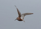 Curlew Sandpiper (Calidris ferruginea) - spovsnppa