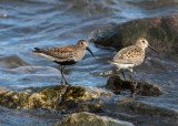 Dunlin (Calidris alpina) - krrsnppa