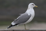 California Gull (Larus californicus) - prrietrut