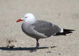 Heermanns Gull (Larus heermanni) - vithuvad ms