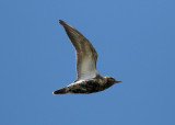 European Golden Plover (Pluvialis apricaria) - ljungpipare