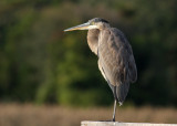 Great Blue Heron (Ardea herodias)