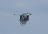 Blue Jay (Cyanocitta cristata) - blskata
