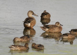 Northern Shoveler (Anas clypeata) - skedand and Blue-winged Teal (Anas discors) - blvingad rta