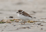 Semipalmated Plover (Charadrius semipalmatus) - flikstrandpipare