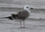 Lesser Black-backed Gull - (Larus fuscus) - Silltrut