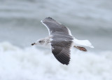 Lesser Black-backed Gull - (Larus fuscus) - Silltrut