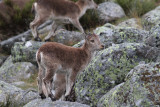 Western Spanish Ibex (Capra pyrenacia victoriae) - spansk stenbock