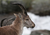 Western Spanish Ibex (Capra pyrenacia victoriae) - spansk stenbock