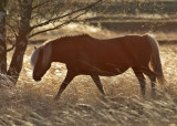 Islandic Horse - islandshst