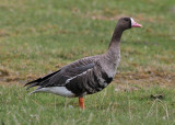 Greater White-fronted Goose (Anser albifrons) - blsgs