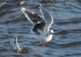 Little Gull (Hydrocoloeus minutus) - dvrgms